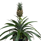 Ananas tropical decorativ – H40 cm în ghiveci ceramic